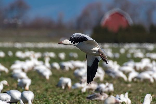 Washington State-Skagit Valley Lesser snow geese flock